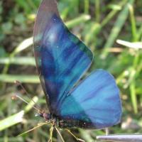 Morpho